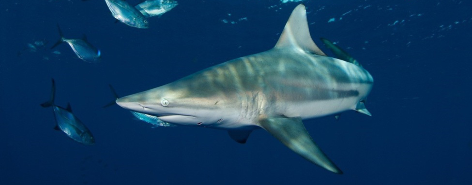 blacktip sharks swimming around smaller fish