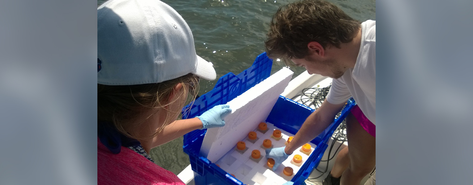 FAU researchers measured aragonite saturation – a key indicator of water’s ability to support calcifying organisms like clams and oysters – throughout the Indian River Lagoon.