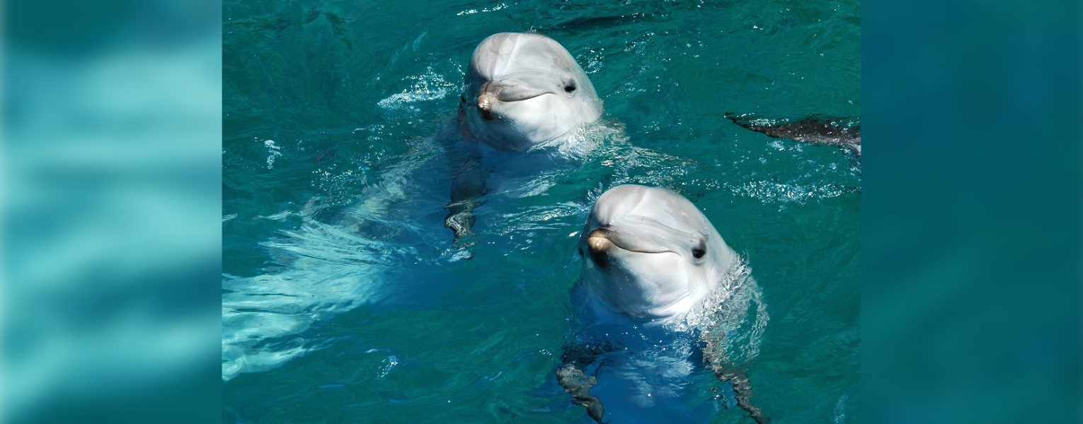 Two dolphins with their heads sticking out of the ocean