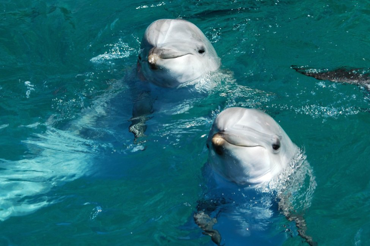 two bottlenose dolphins in ocean