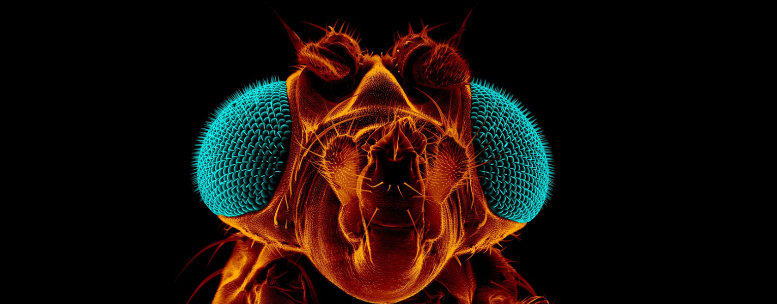 Extreme close-up of a fruit fly (Drosophila melanogaster) using scanning electron microscopy.