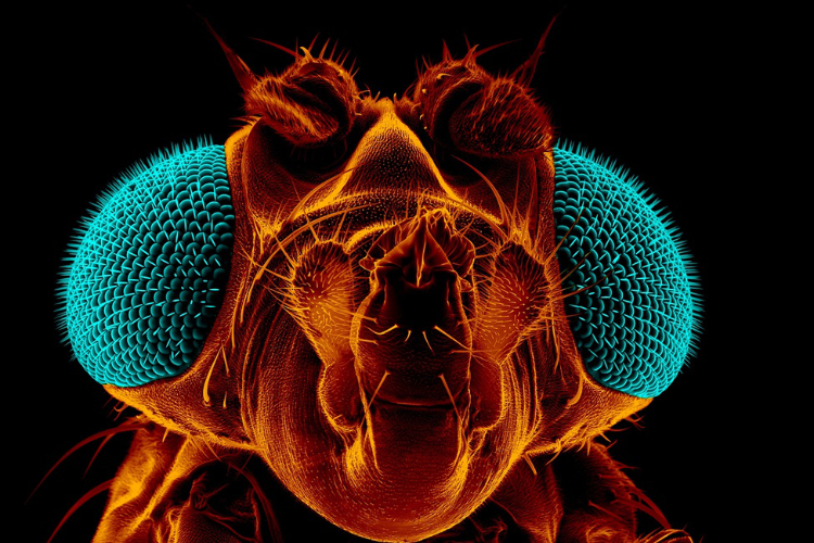 Extreme close-up of a fruit fly (Drosophila melanogaster) using scanning electron microscopy.