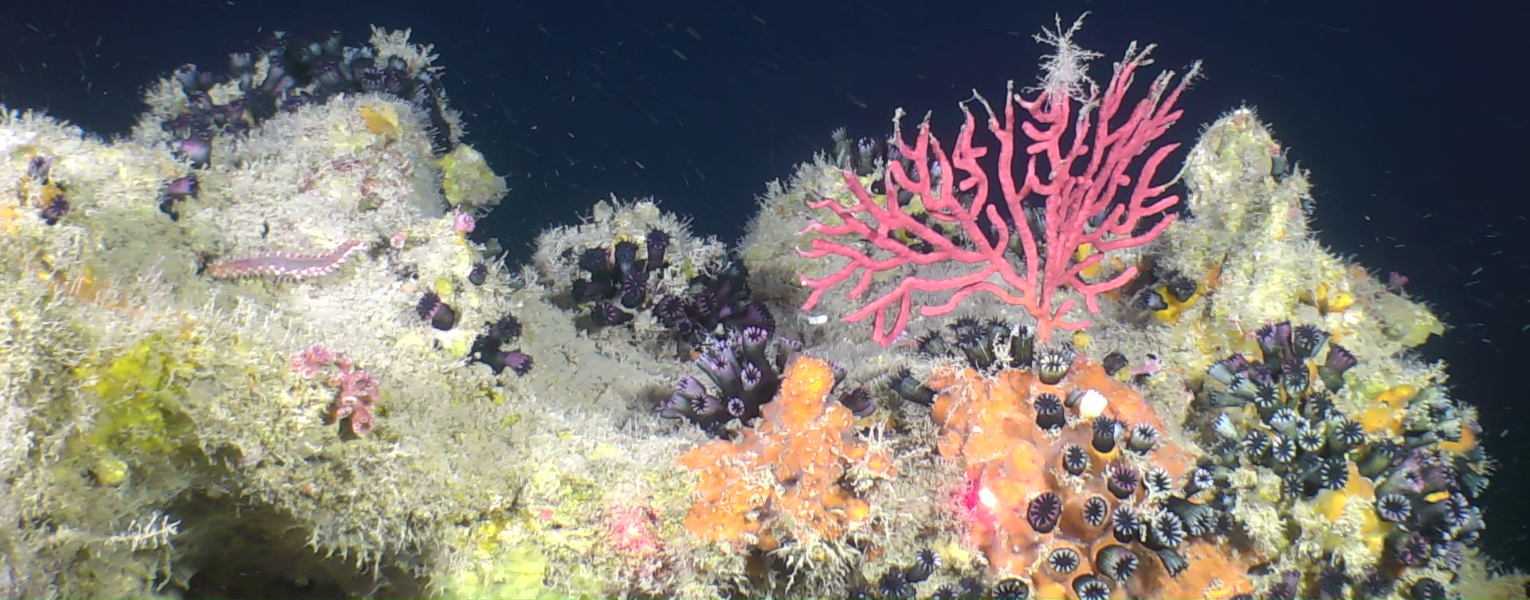 The image, captured by the ROV Mohawk, features a red octocoral (Thesea sp.) and abundant black cup corals (Cladopsammia manuelensis).