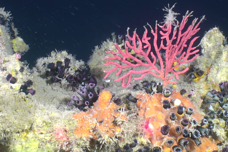 The image, captured by the ROV Mohawk, features a red octocoral (Thesea sp.) and abundant black cup corals (Cladopsammia manuelensis).