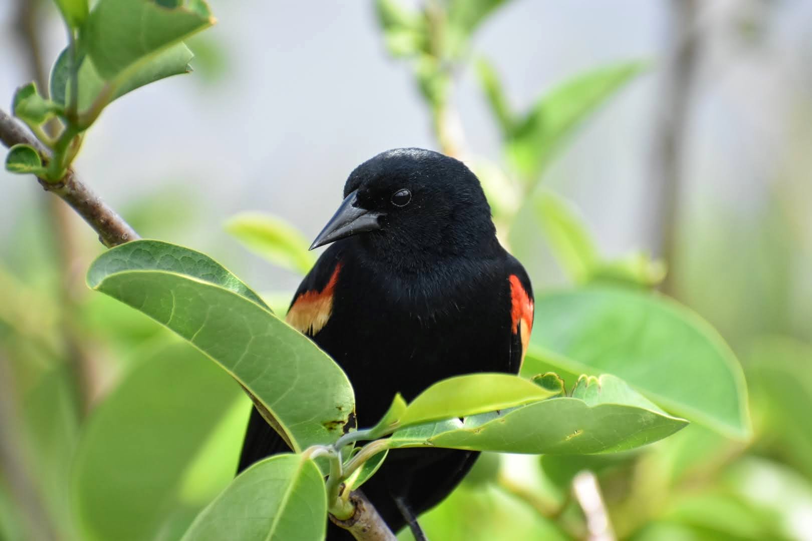 Red-winged Blackbird MJ Pennell