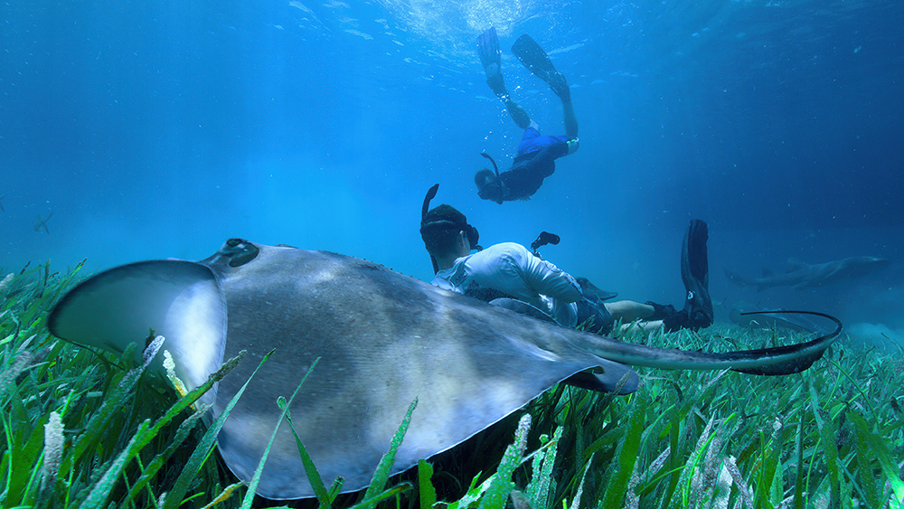 Alumnus Chris Malinowski Makes Waves in Netflix's 'All the Sharks'