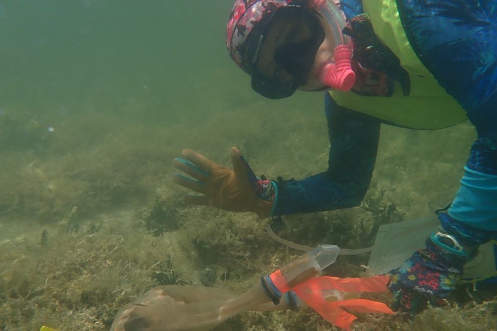 FAU Lands EPA Grant to Use Genetics in Florida Bay Sponge Restoration