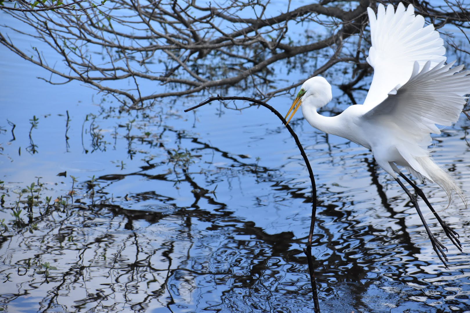 Great Egret MJ Pennell