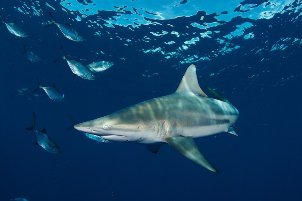 Sharks Can Hear Sounds Nearly 250 Feet Away and Find the Source