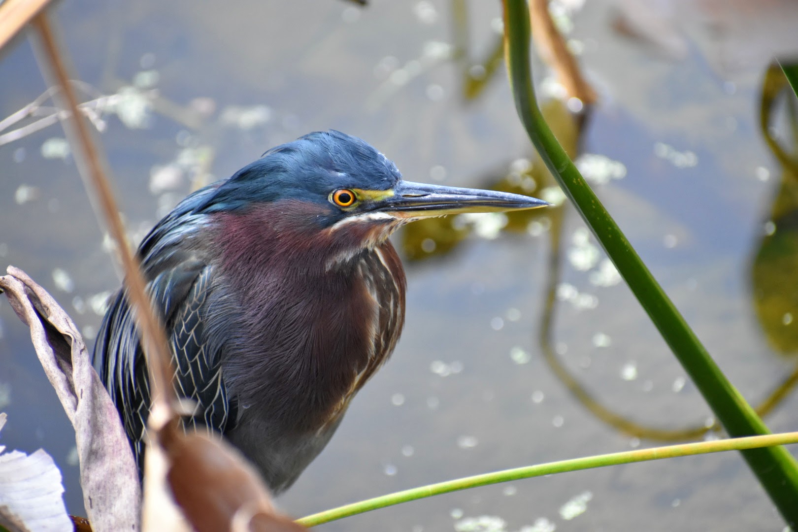 Green Heron MJ Pennell
