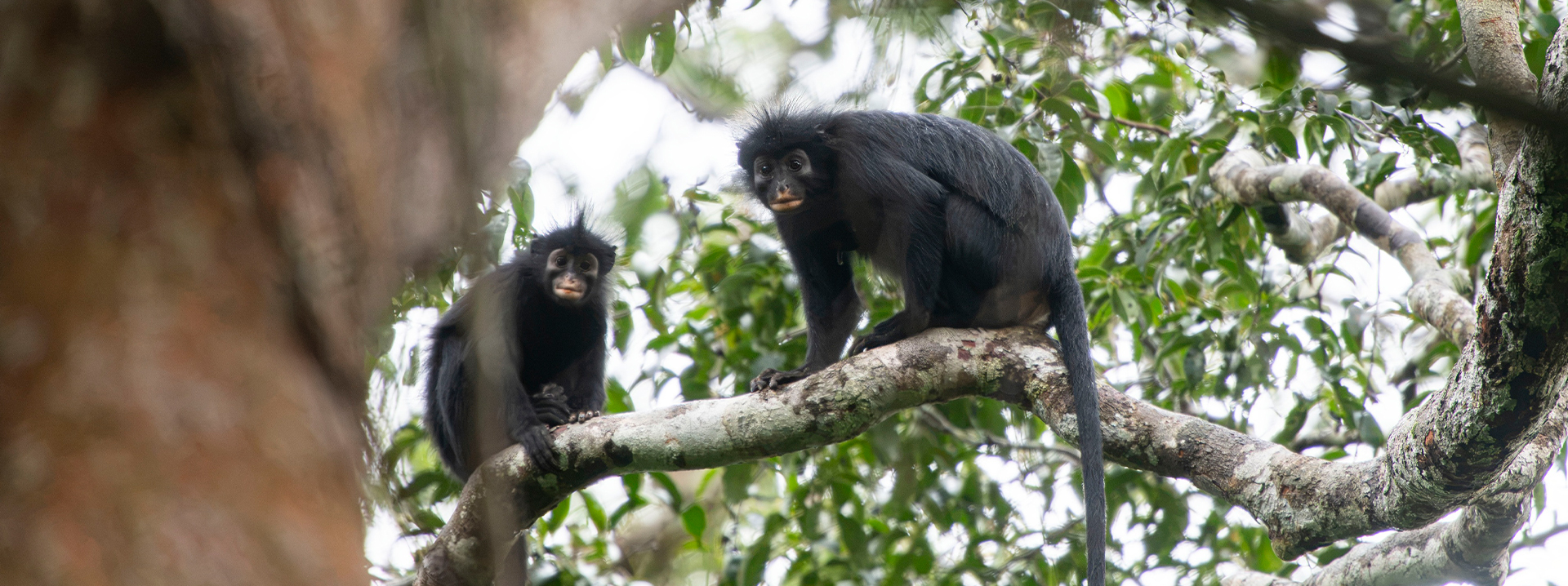 New Species of African Monkey Discovered in the Congo Rainforest