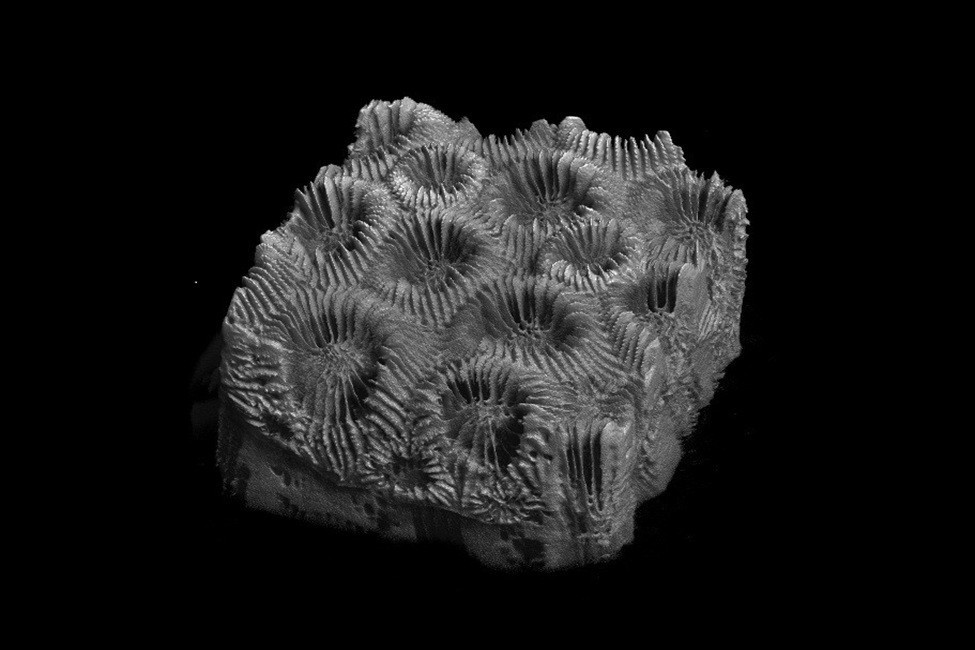 Study Reveals Hidden Damage in Stony Corals Using 3D Imaging and AI