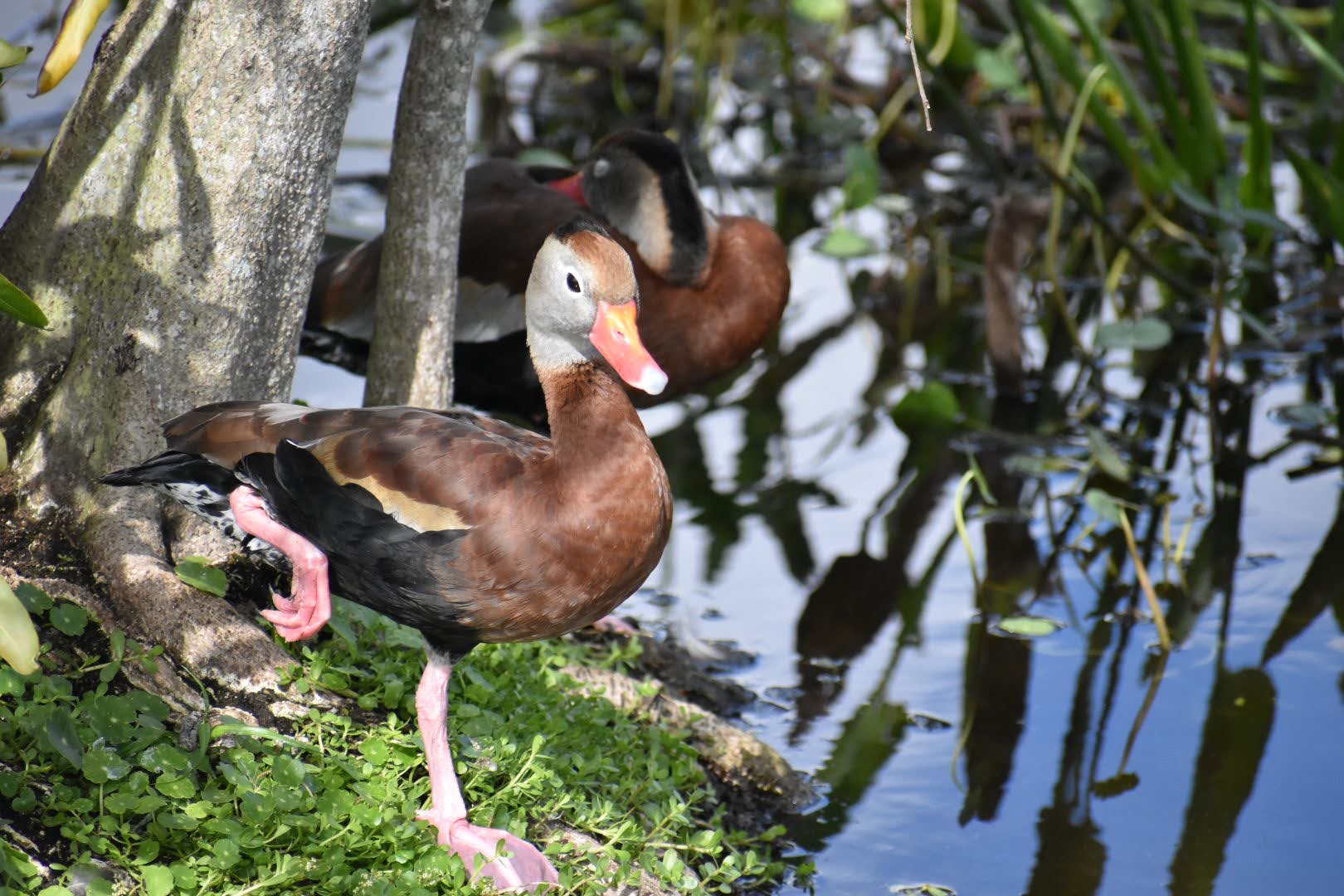 Black-bellied Whistling Duck MJ Pennell