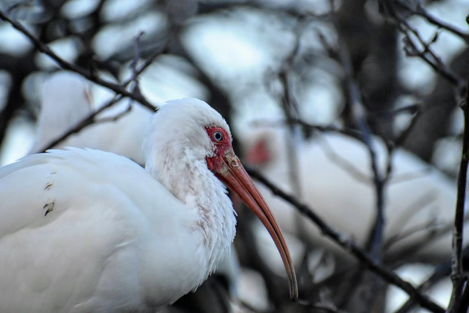 White Ibis MJ Pennell