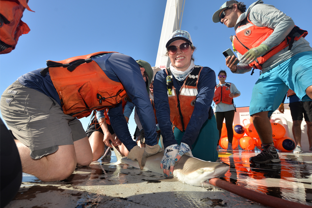 From Classroom to Coast: FAU Students Tag Sharks, Advance Fisheries Science