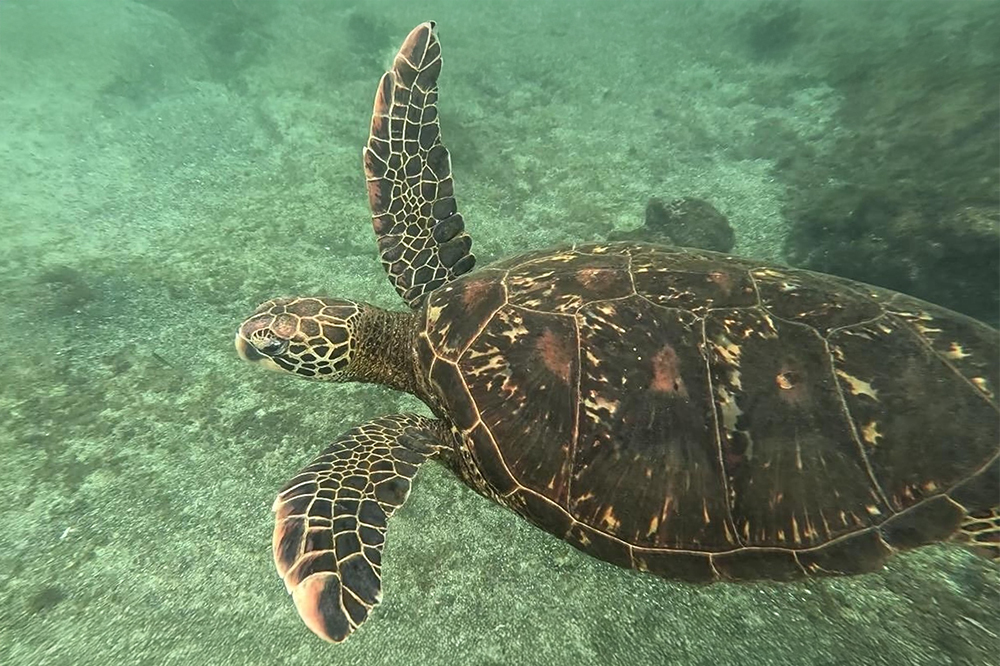 Following Darwin’s Footsteps: Students Dive Into Discovery in the Galápagos