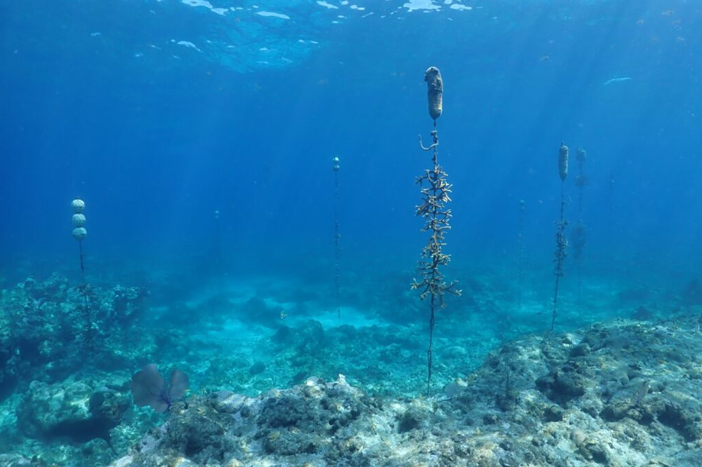 ‘Frontiers in Science’ Public Lecture Series Presents ‘Saving Our Seas: On the Front Lines of Protecting Florida’s Coral Reefs’