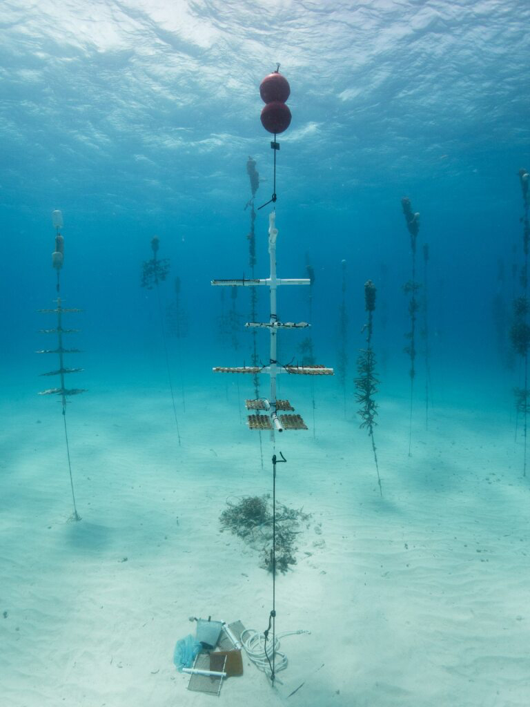 ‘Frontiers in Science’ Public Lecture Series Presents ‘Saving Our Seas: On the Front Lines of Protecting Florida’s Coral Reefs’