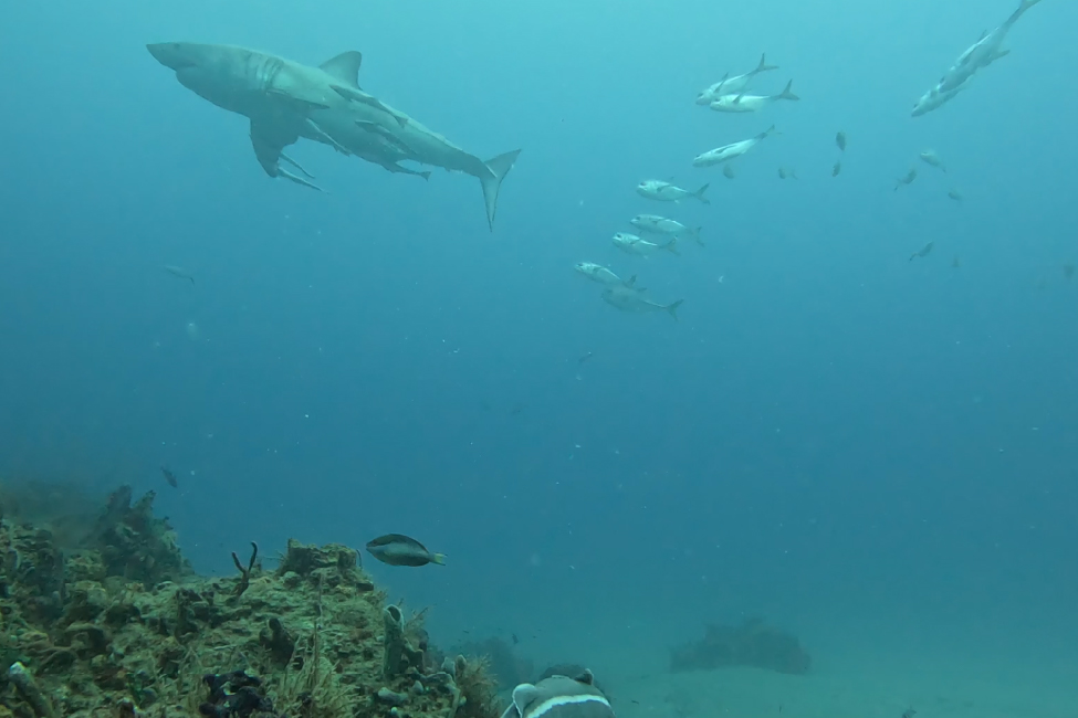 Photobomb: Shark Cam Captures Ocean Encounter With a Great White