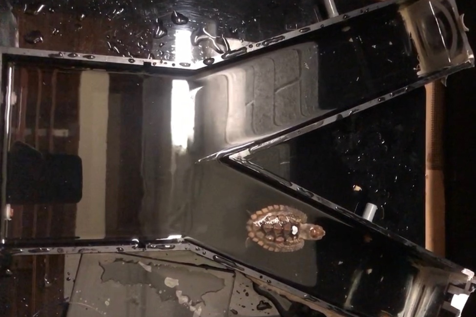 Study First to Show if Nesting Heat Affects Sea Turtle Hatchling ‘IQ’