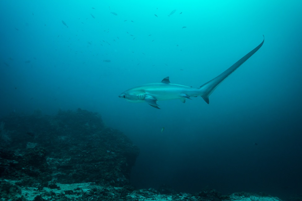 Study Uncovers Mechanics of ‘Tail-Whipping’ in Thresher Sharks