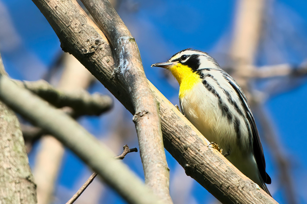 Yellow Throated Warbler - FAU Scientists Encourage Lights Out During Migration Season