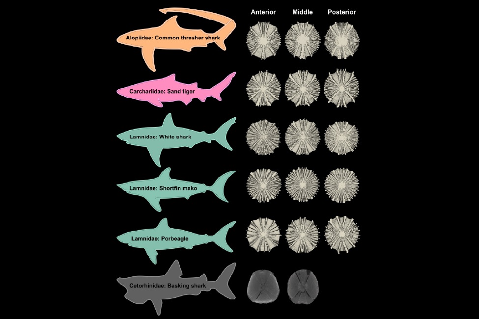 Sharks, Spines and Speed: The Secret Behind Their Swimming Styles