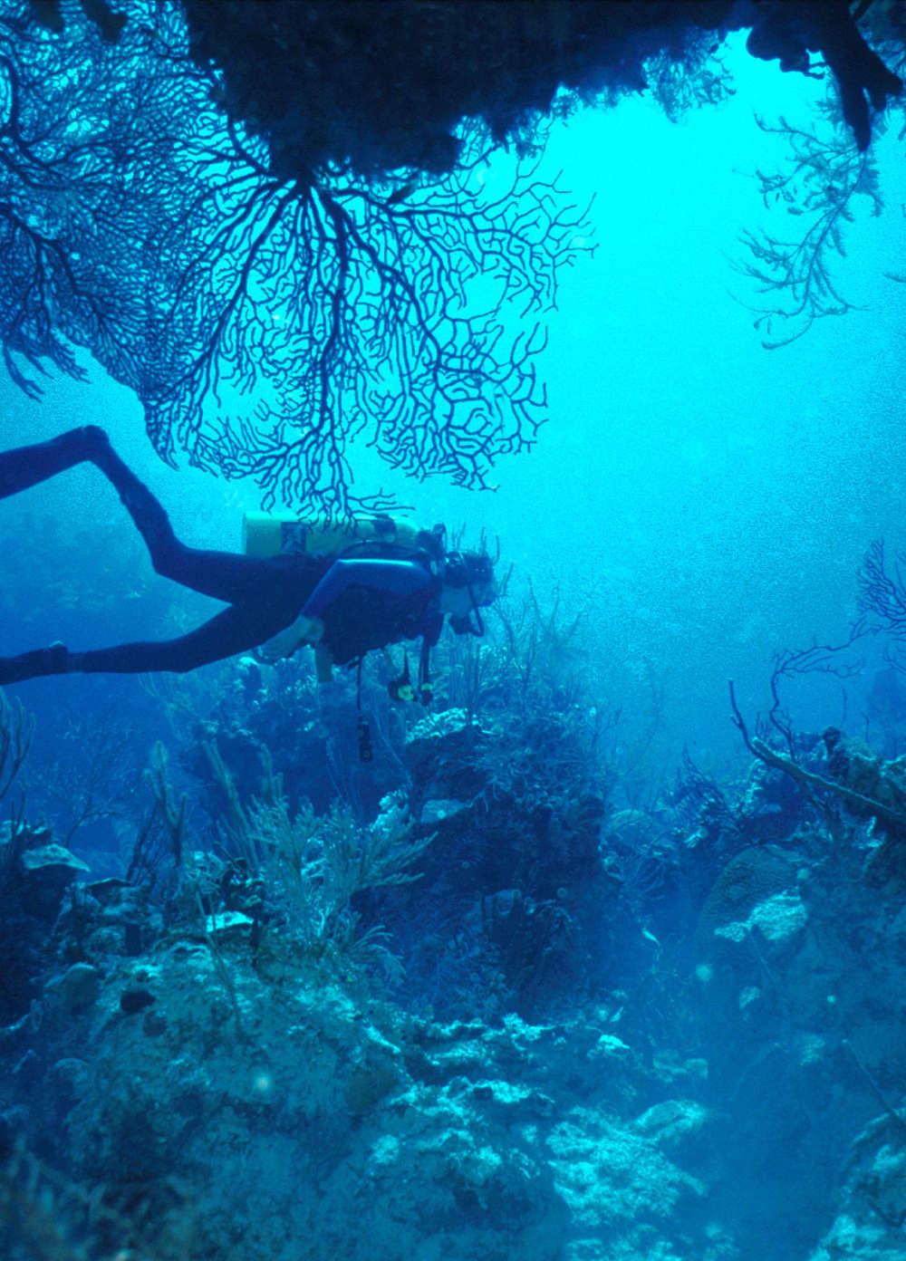 scuba diver swimming near coral