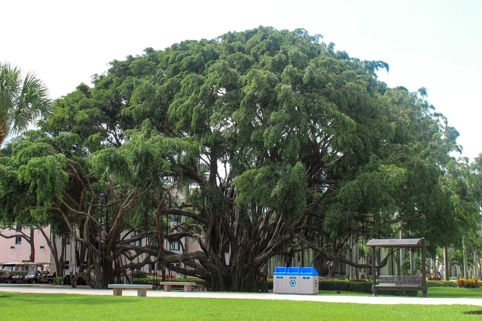 Photo of Massive Banyan Tree