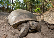 Gopher Tortoise Preserve