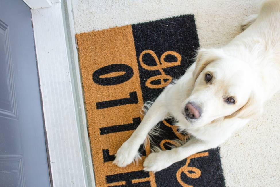 Dog and Welcome Mat