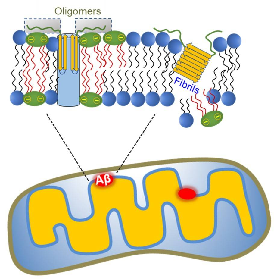 Mitochondrial Damage in Alzheimer's Disease